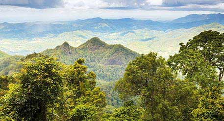 A tropical forest and a mountain view in Sri Lanka