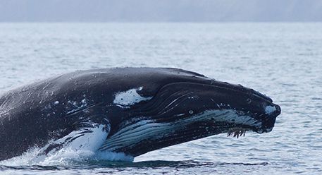 A humpback whale in the sea