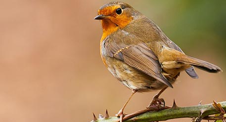 A European Robin