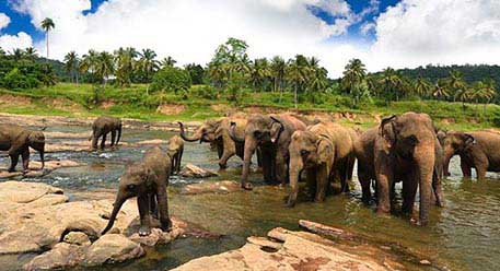 An elephant herd in shallow waters