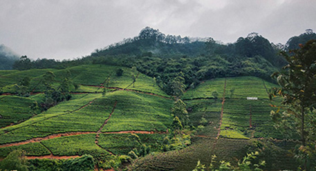 A tea plantation in the mountains