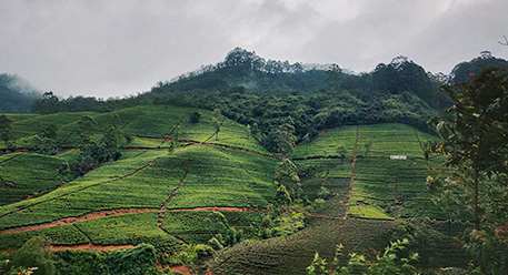 Tea plantation to visit in Sri Lanka by car