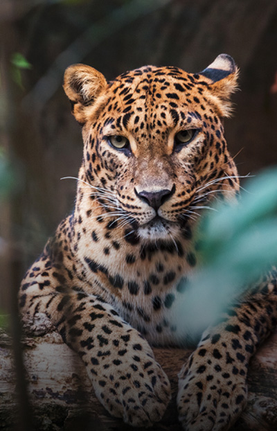 A leopard that was seen while driving in Sri Lanka 